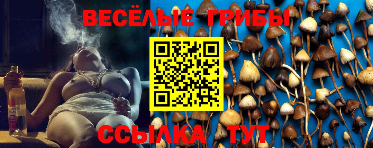 Псилоцибиновые грибы Psilocybe Новотроицк